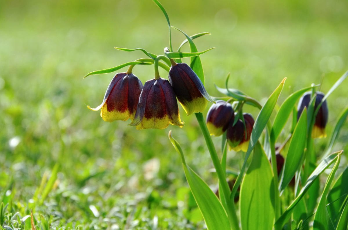 Fritillaries - Decoration of your garden