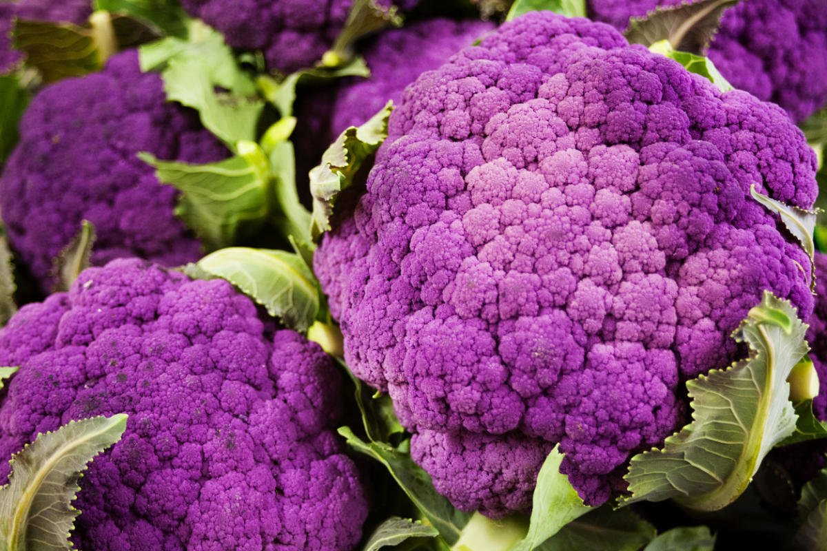 Cauliflower: Cultivation, Care, Varieties