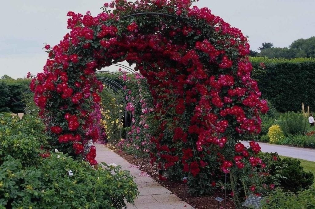Beautiful and Functional Garden Arches