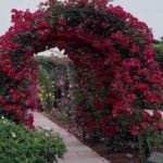 Beautiful and Functional Garden Arches