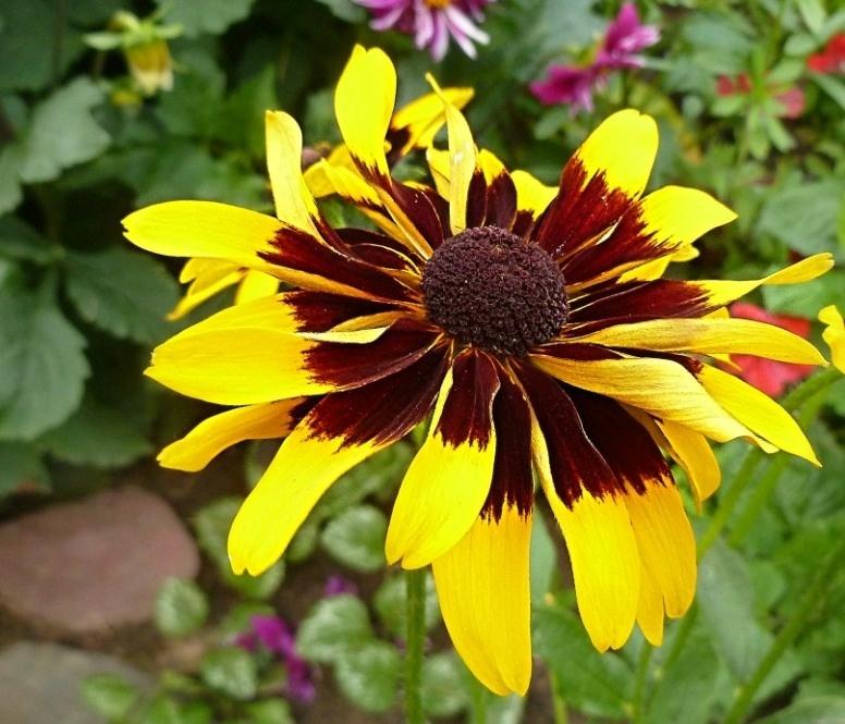 Rudbeckia - the Sun in the Flowerbed