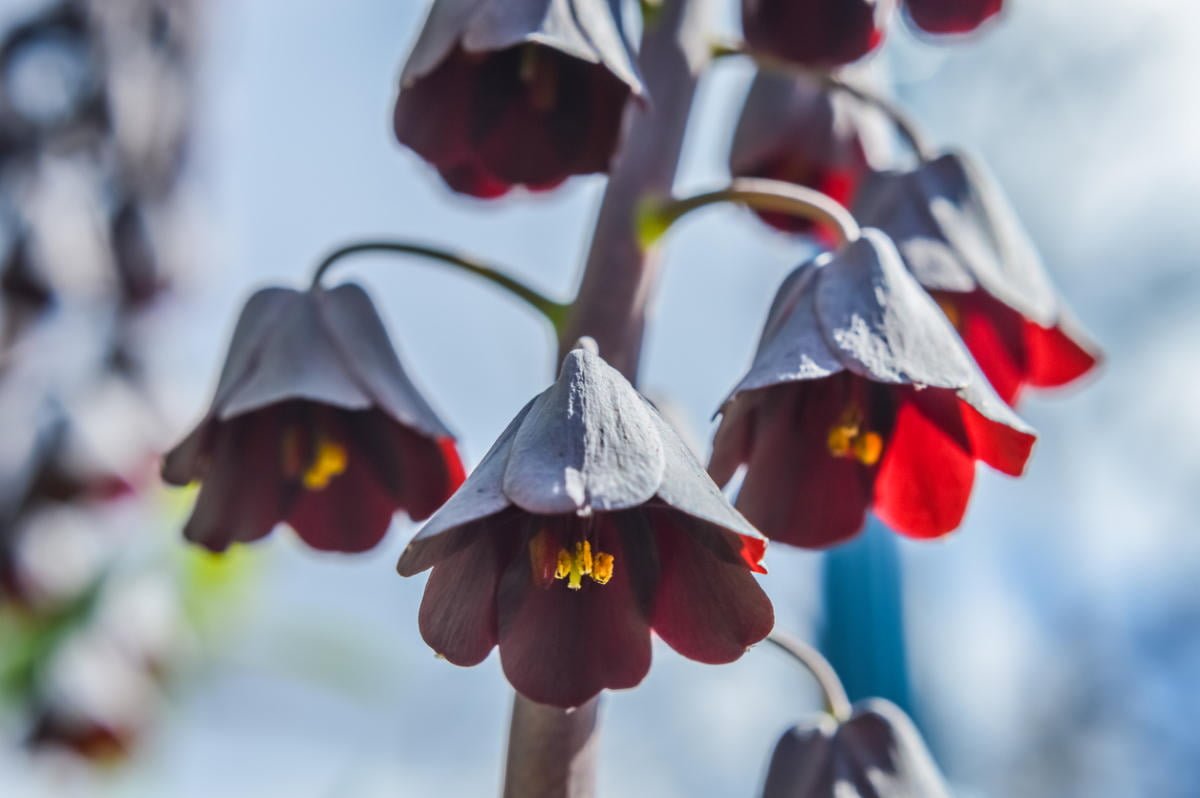 Fritillaries - Decoration of your garden