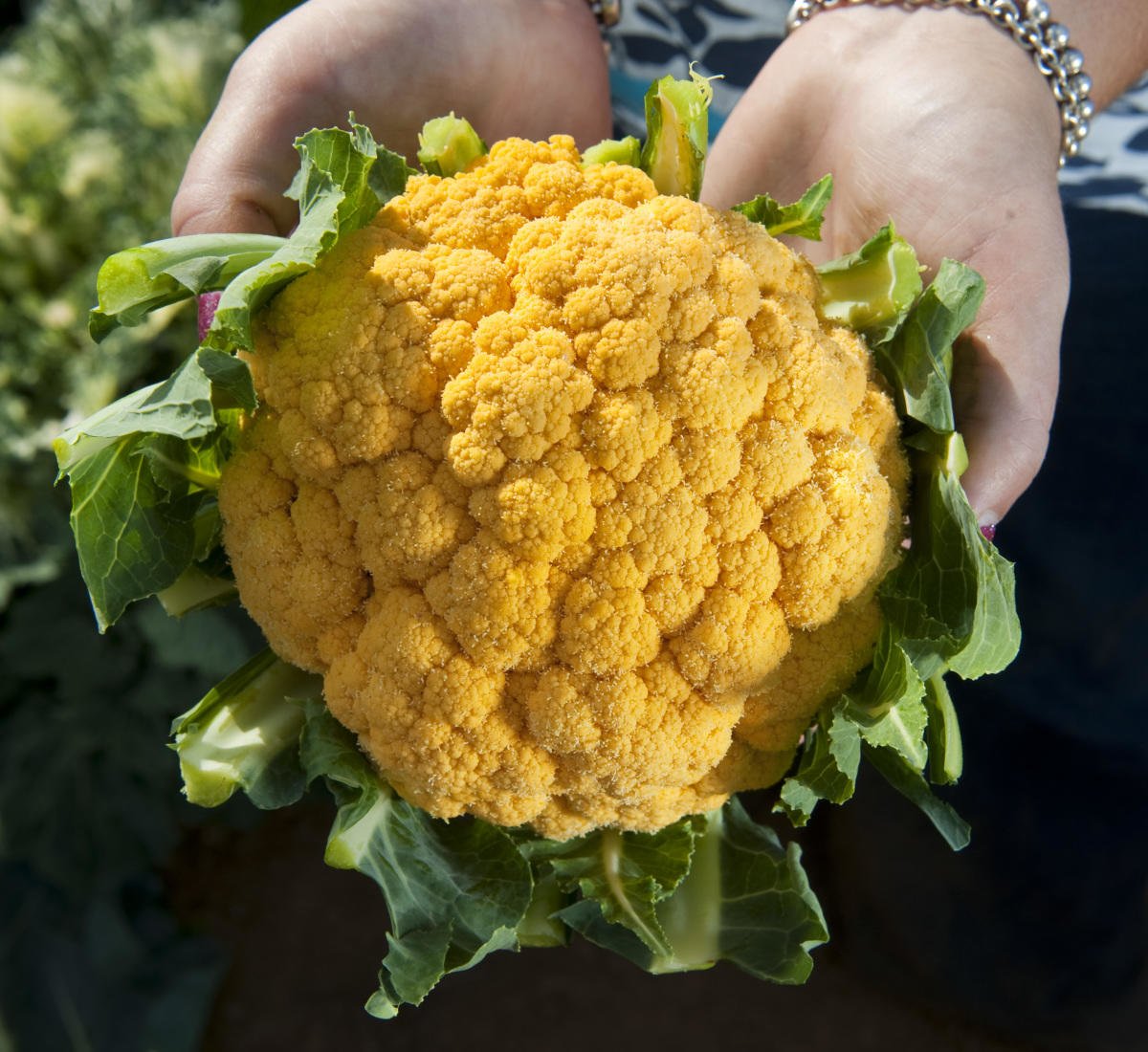 Cauliflower: Cultivation, Care, Varieties