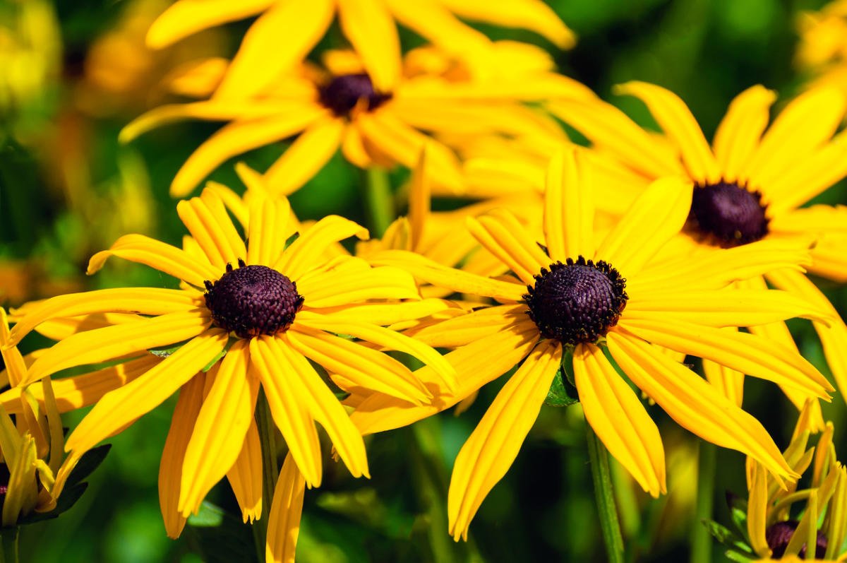 Rudbeckia - the Sun in the Flowerbed