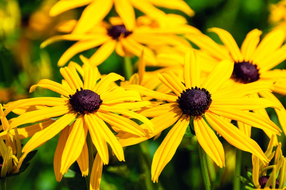 Rudbeckia - the Sun in the Flowerbed - Best Landscape Ideas