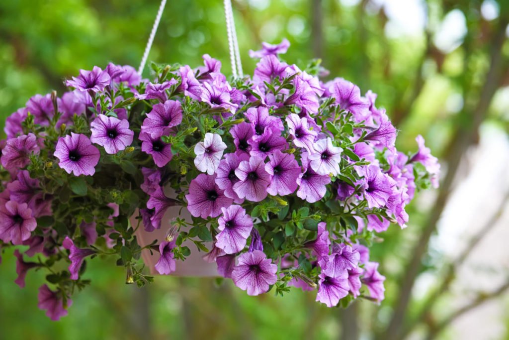Ampel Nye Plants in Your Garden