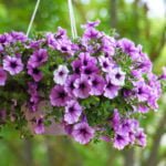 Ampel Nye Plants in Your Garden