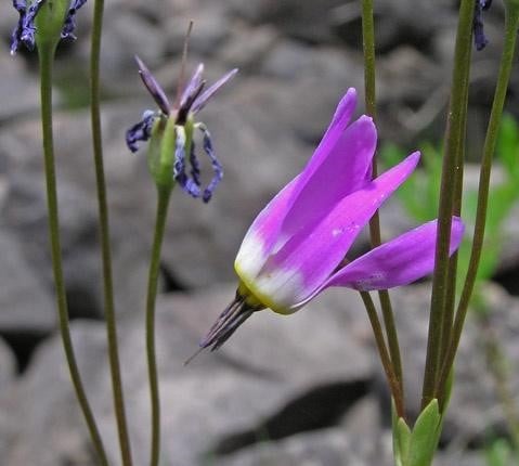 What an Amazing it is, This Dodecatheon