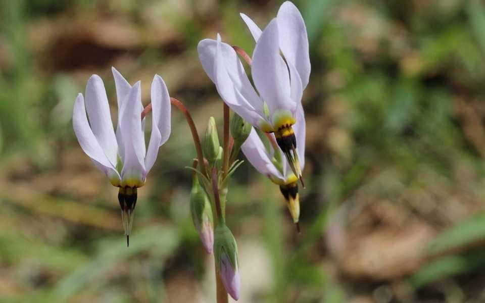 What an Amazing it is, This Dodecatheon