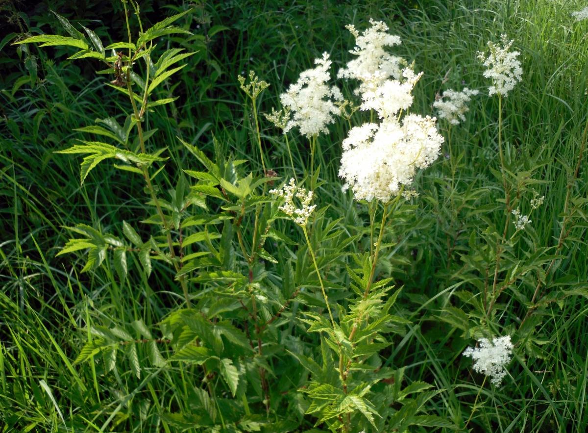 Forest and Field Plants in the Garden: Meadowsweet