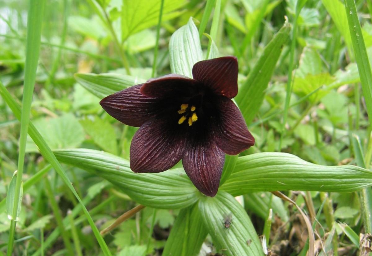 Fritillaries - Decoration of your garden