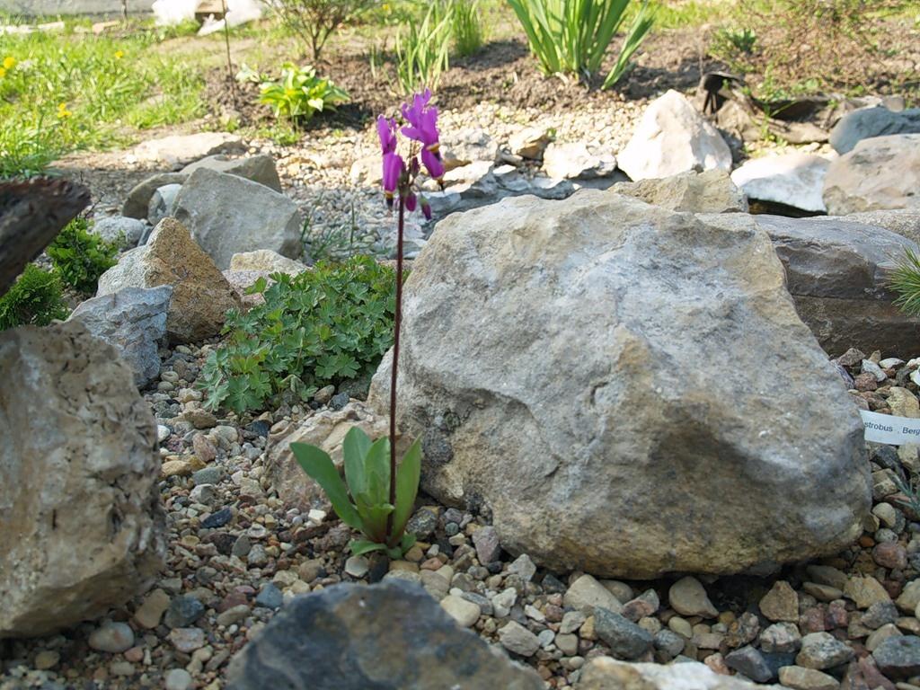 What an Amazing it is, This Dodecatheon