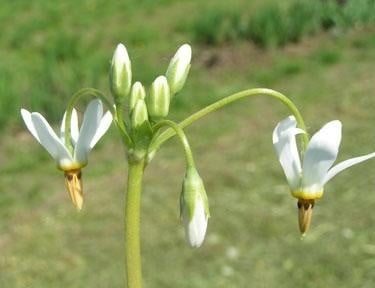 What an Amazing it is, This Dodecatheon