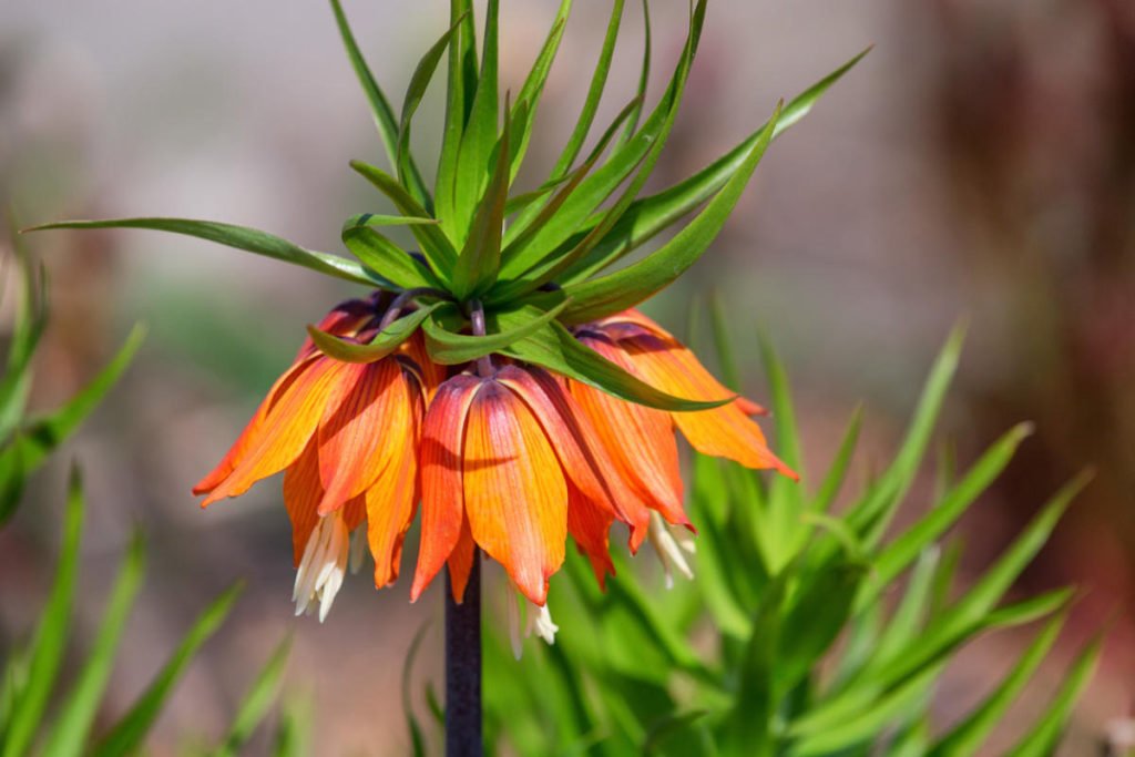 Fritillaries – Decoration of your garden