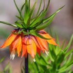 Fritillaries – Decoration of your garden