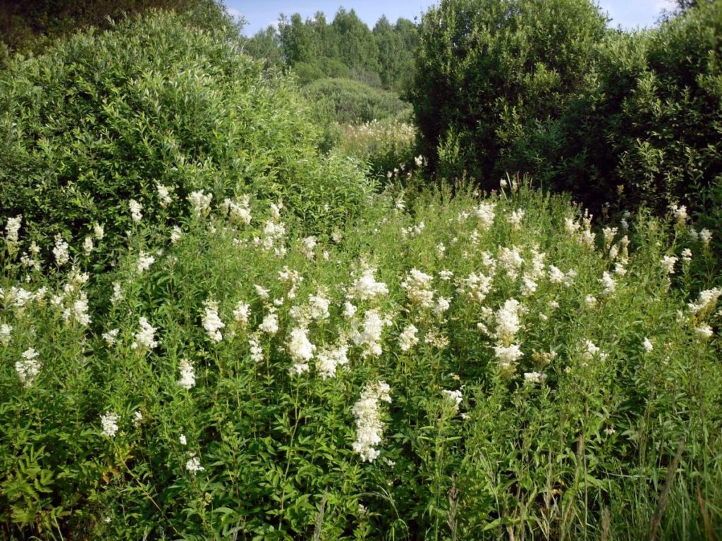 Forest and Field Plants in the Garden: Meadowsweet
