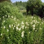 Forest and Field Plants in the Garden: Meadowsweet