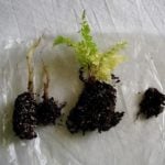 Growing Seedlings of Perennials