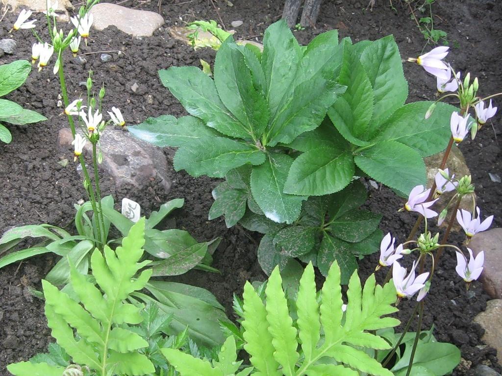 What an Amazing it is, This Dodecatheon