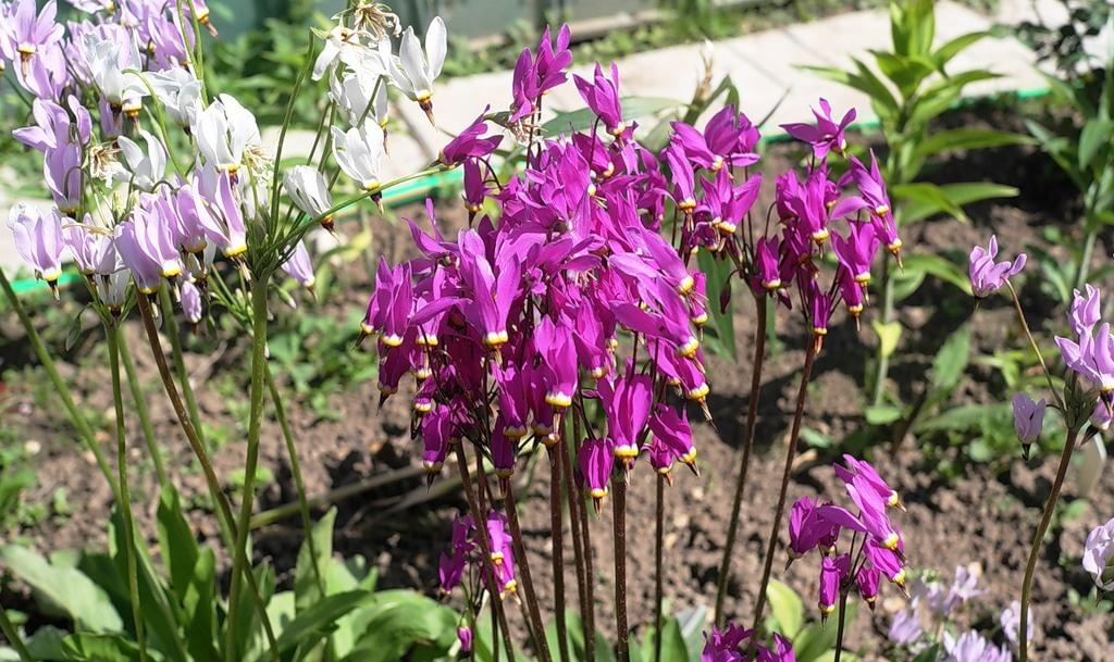 What an Amazing it is, This Dodecatheon