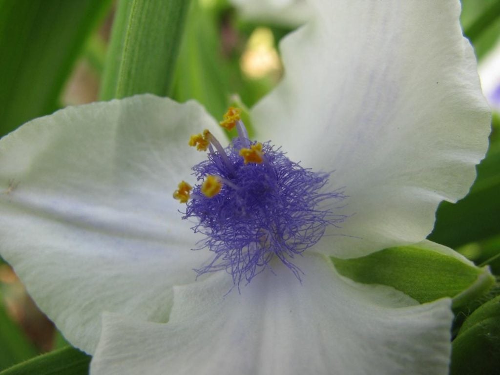 Charming Virginia spiderwort