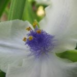 Charming Virginia spiderwort