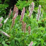 Amazing Polygonum – Species and Features
