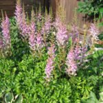 Astilba: Features of Cultivation, Varieties, Application in Garden Design