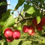 Crabs-Decorative Apple Trees: Varieties, Photos, Description