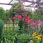Phlox in Garden Design: the Possibility of Using