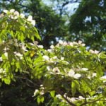 Decorative Dogwood for Suburban Aesthetes