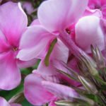 Phlox pests. The experience of the struggle.