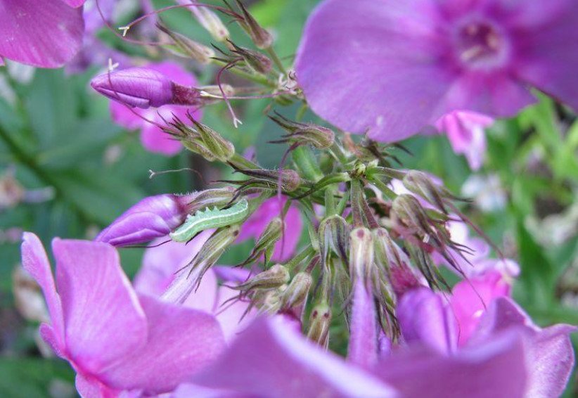 Phlox pests. The experience of the struggle.