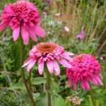 Echinacea:  Varieties (Part 1)