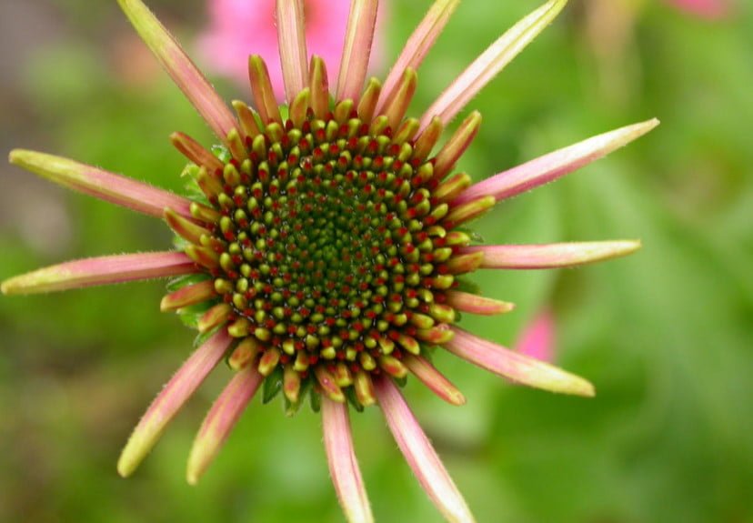 Echinacea: Cultivation, Use (Part 2)