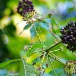 Eleutherococcus – Far Eastern Exotic in the Garden