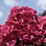 Phlox for the Collection: Choose the Color, Size, Shape, Timing of Flowering