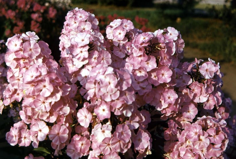 Phlox for the Collection: Choose the Color, Size, Shape, Timing of Flowering