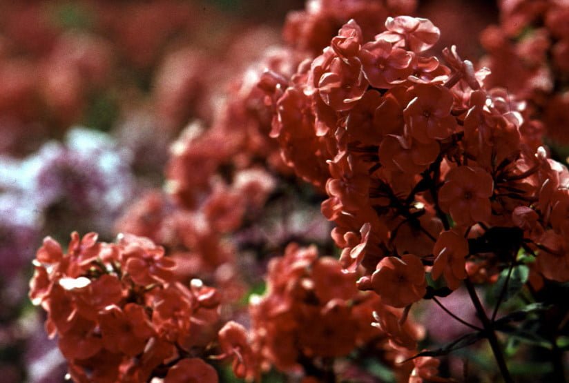 Phlox for the Collection: Choose the Color, Size, Shape, Timing of Flowering