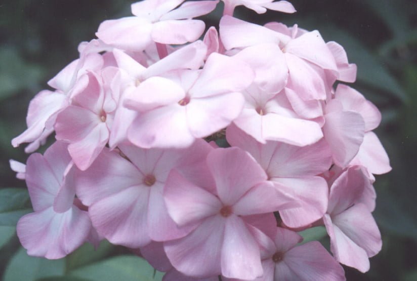 Phlox for the Collection: Choose the Color, Size, Shape, Timing of Flowering