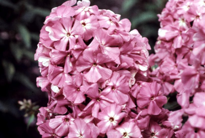 Phlox for the Collection: Choose the Color, Size, Shape, Timing of Flowering