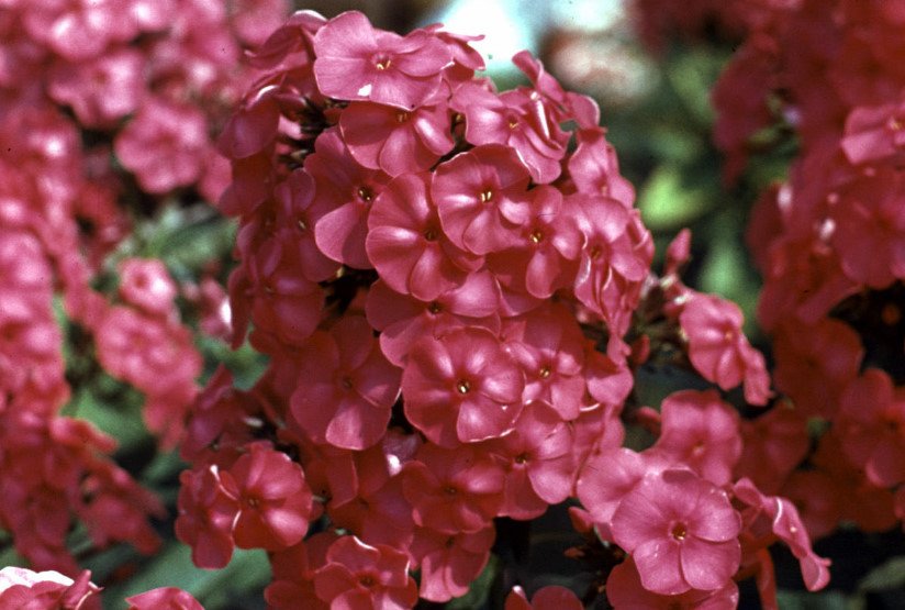 Phlox for the Collection: Choose the Color, Size, Shape, Timing of Flowering