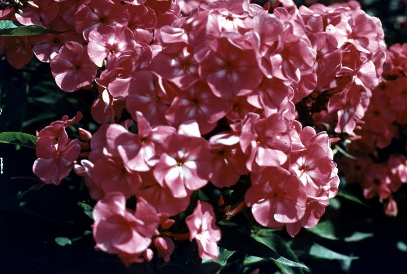 Phlox for the Collection: Choose the Color, Size, Shape, Timing of Flowering