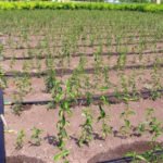 How to Retain Moisture in Soil