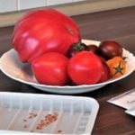 How to Collect and Save Tomato Seeds