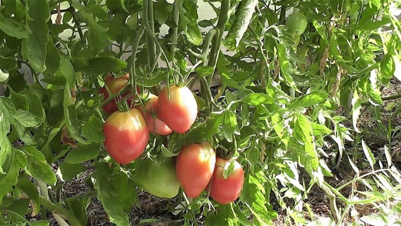 How to Collect and Save Tomato Seeds