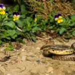 How to Get Rid of Snakes in the Suburban Area