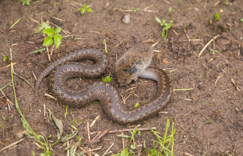 How to Get Rid of Snakes in the Suburban Area