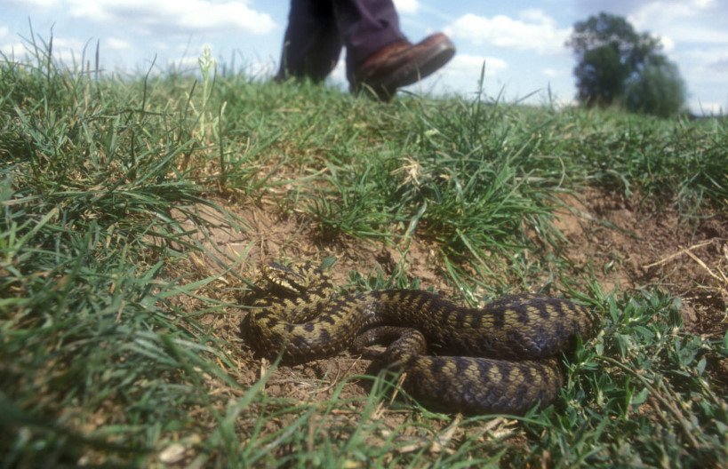 How to Get Rid of Snakes in the Suburban Area