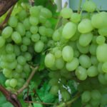 How to Grow Grapes In Cold Climates (Part 1)
